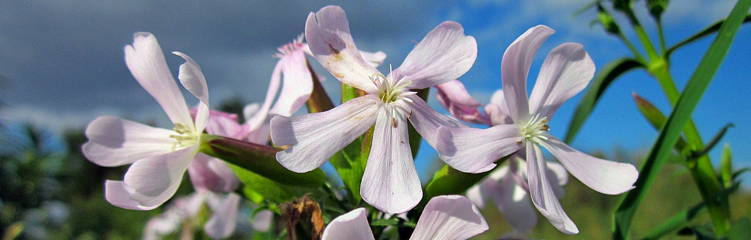 SAPONARIA OCYMOIDES