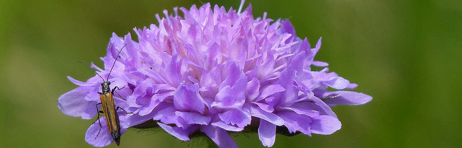 SCABIOSA PINK MIST