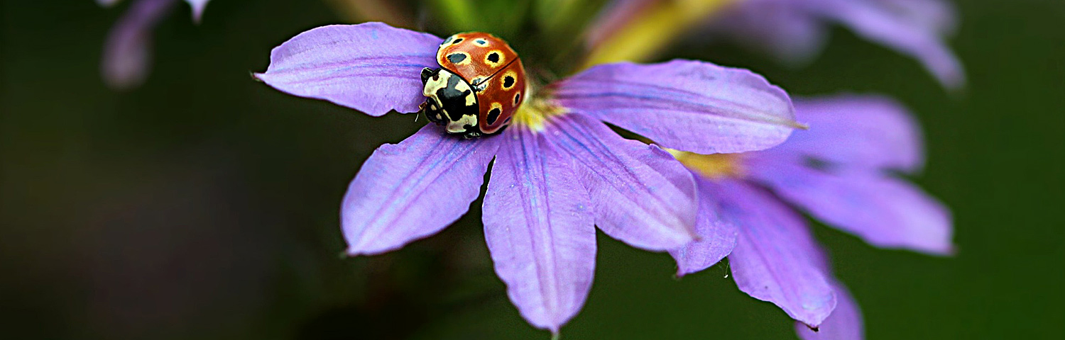 FAN FLOWER