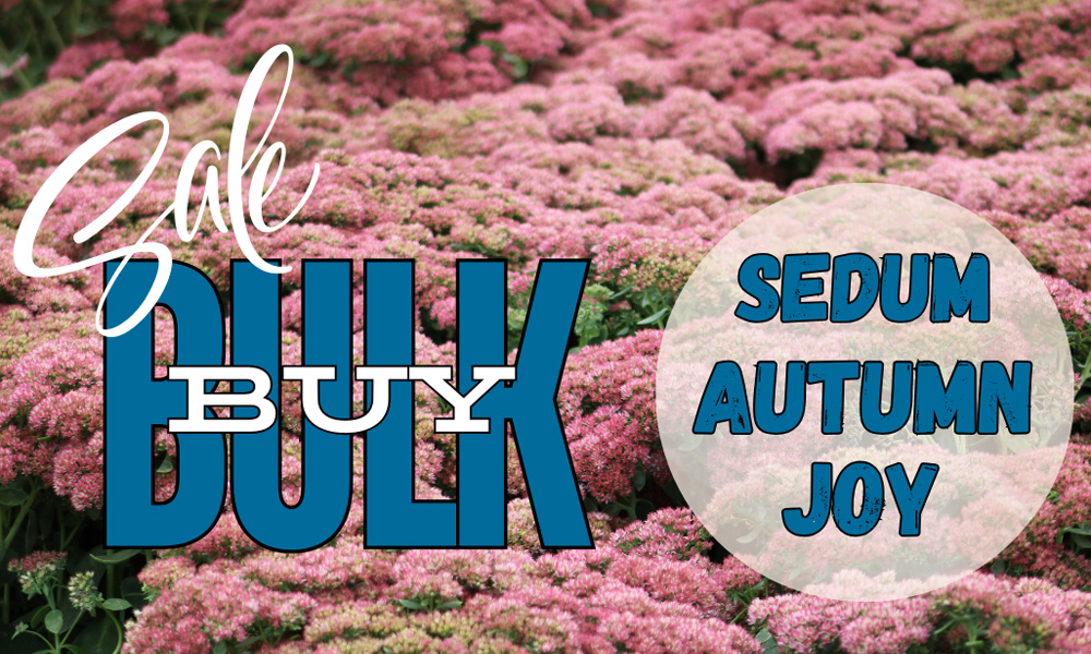 View Bulk Sale Pricing on Sedum Autumn Joy in Portal