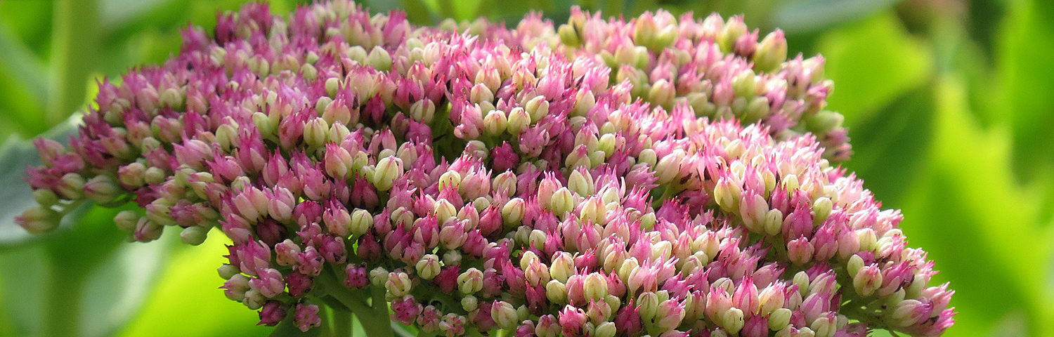 SEDUM