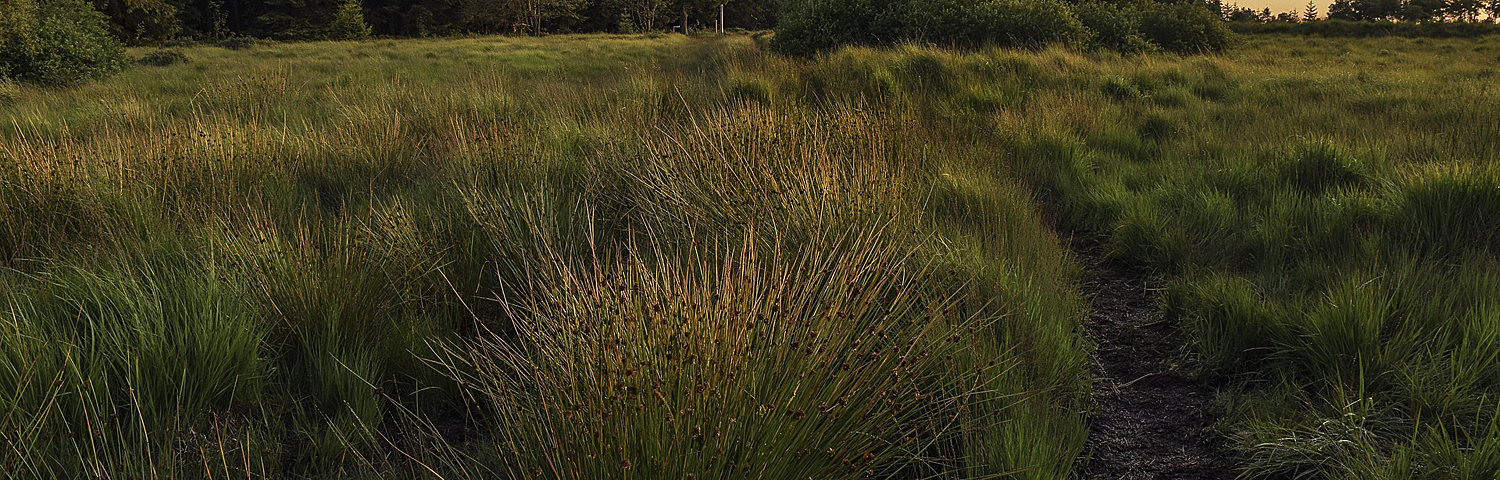 SESLERIA