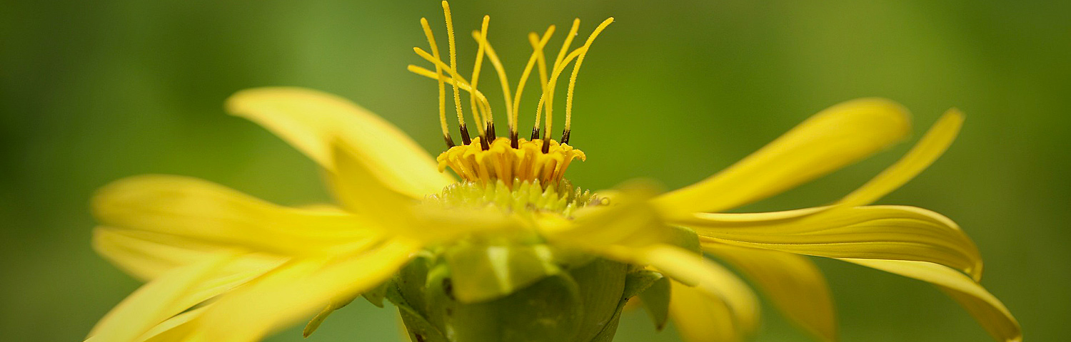 SILPHIUM