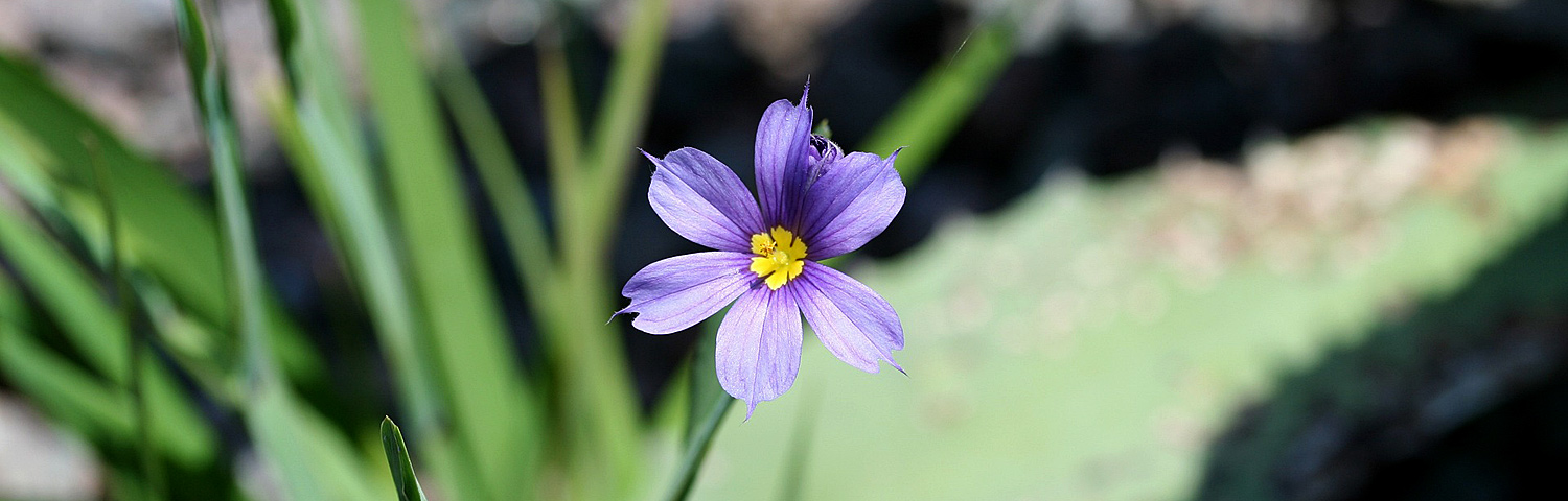 SISYRINCHIUM ANGUSTIFOLIUM