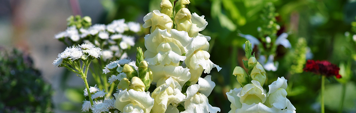 SNAPDRAGON