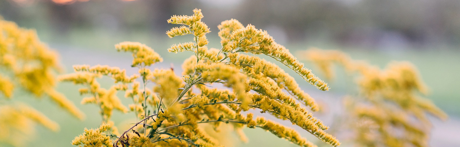 SOLIDAGO REGOSA FIREWORKS