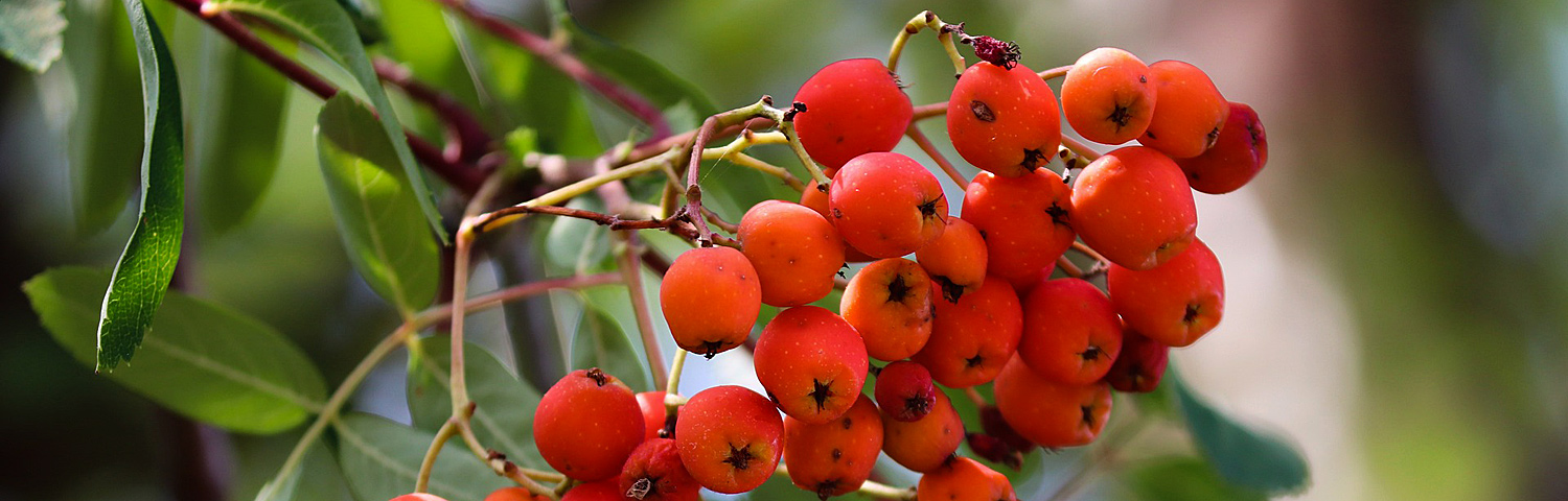 SORBUS