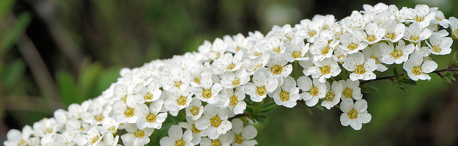 SPIRAEA JAP SHIBORI