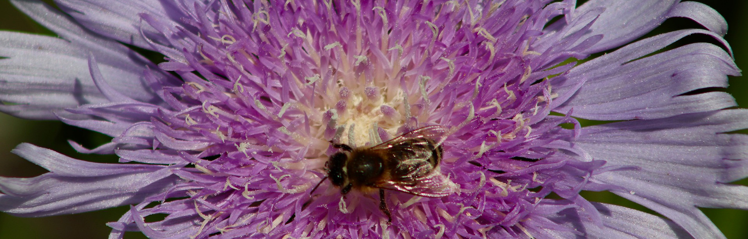 STOKESIA