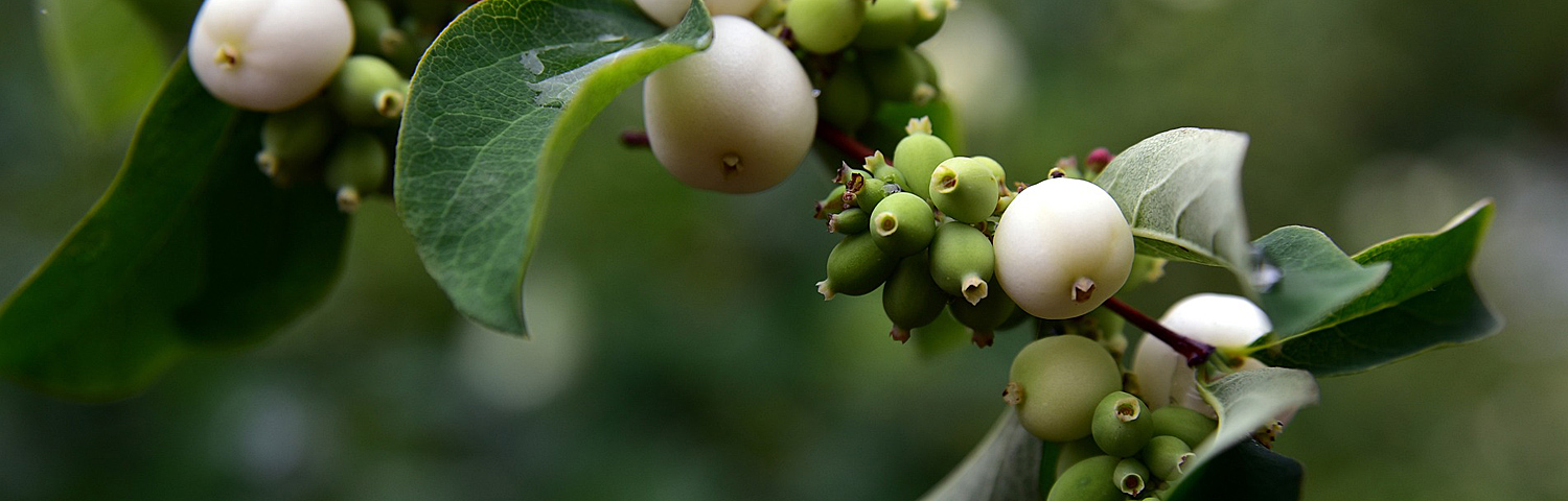 SYMPHORICARPOS