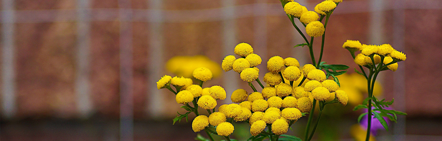 TANACETUM