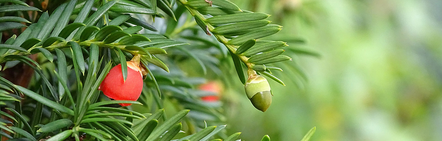 TAXUS MEDIA TAUNTONII