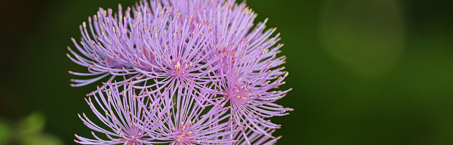 THALICTRUM