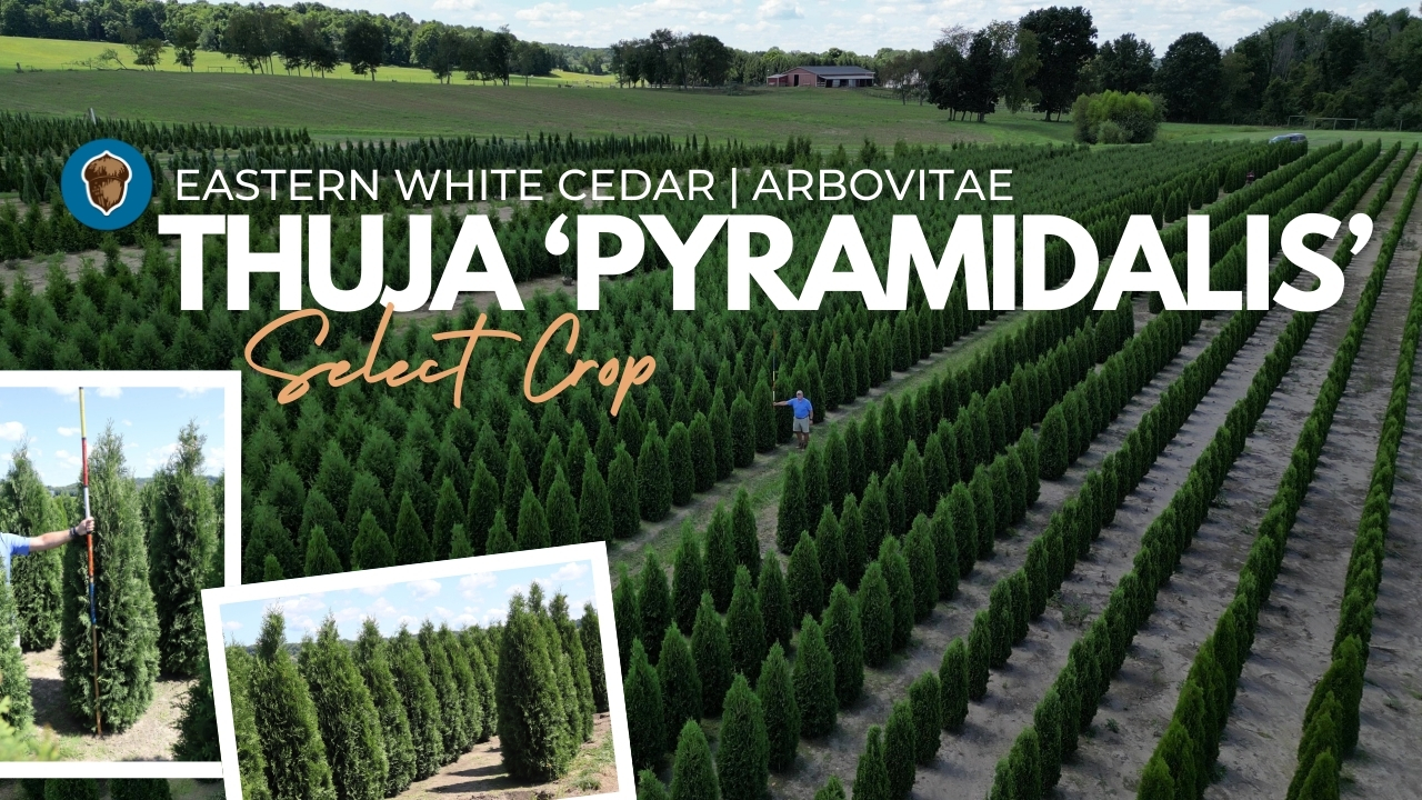 Featuring Thuja occ. 'Pyramidalis'!