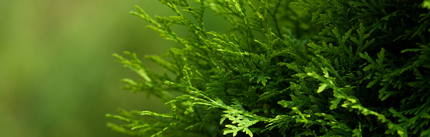 THUJA PLI SPRING GROVE