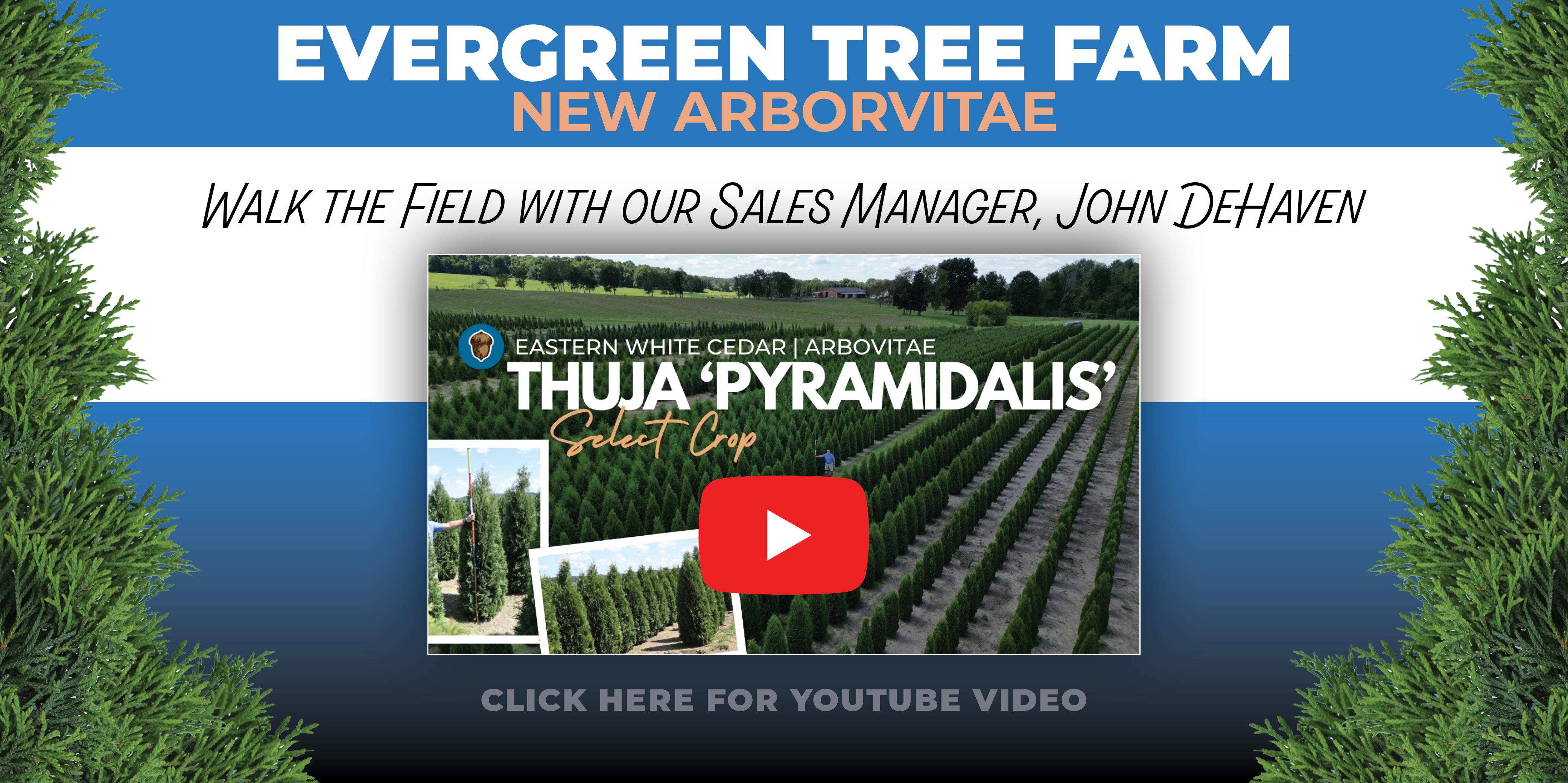 Acorn Farms Features:  Thuja occ. 'Pyramidalis'