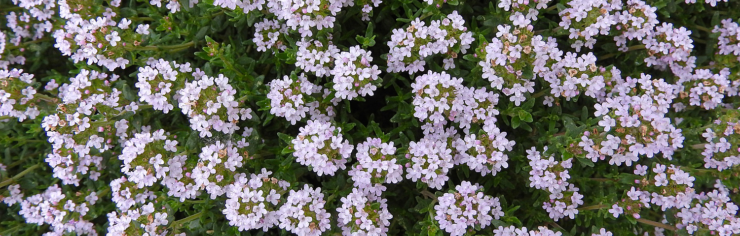 THYMUS PRA COCCINEUS