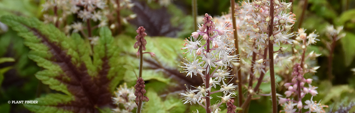 TIARELLA