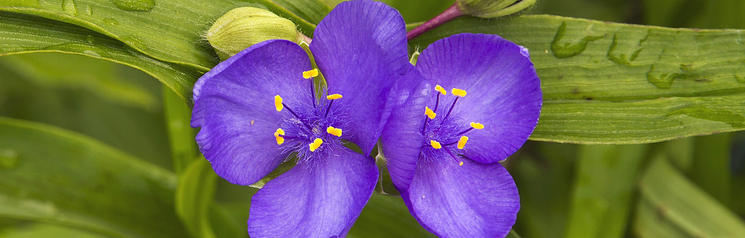 TRADESCANTIA SUNSHINE CHARM