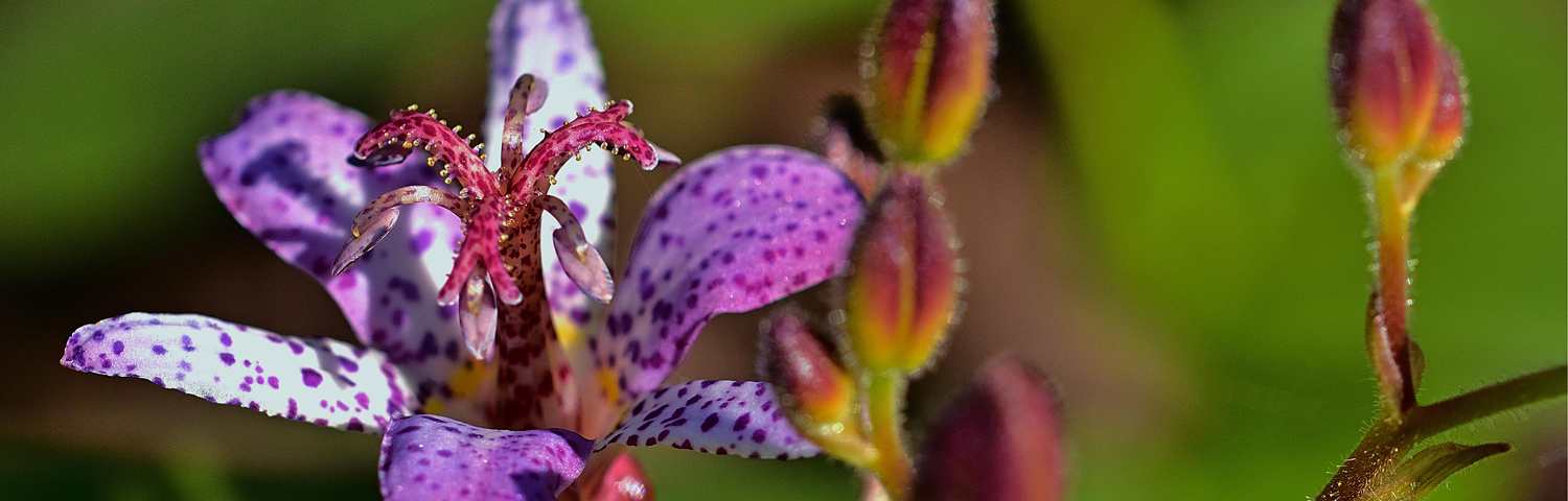 TRICYRTIS FOR SAMURAI