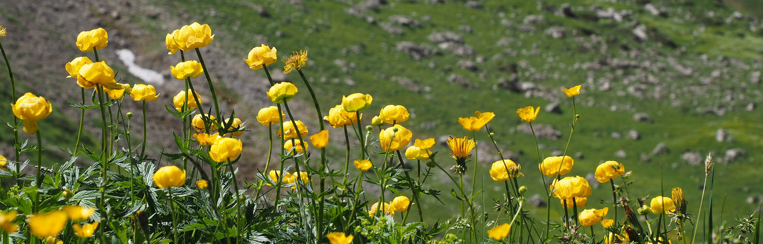 TROLLIUS LEMON QUEEN