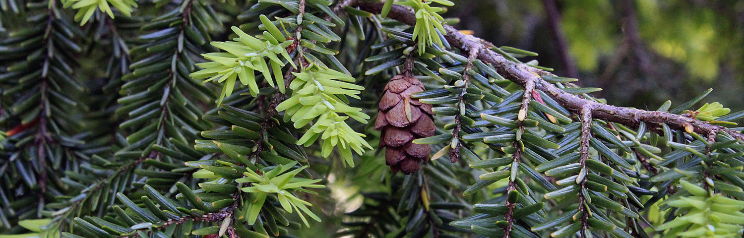 TSUGA CAN PENDULA SARGENTII