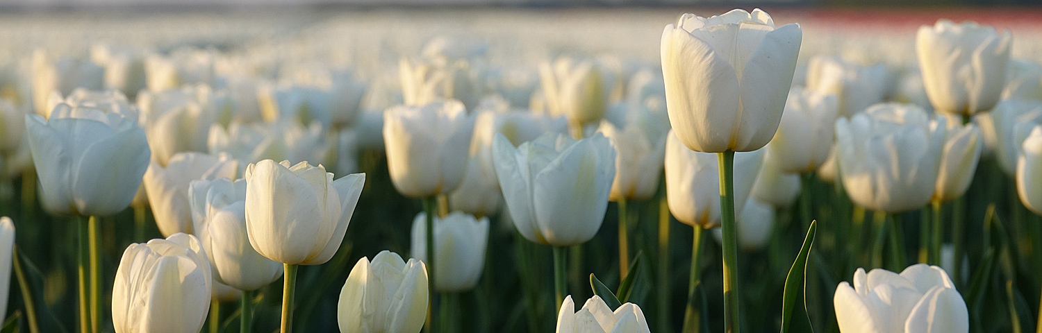 TULIP EASTER JOY MIX