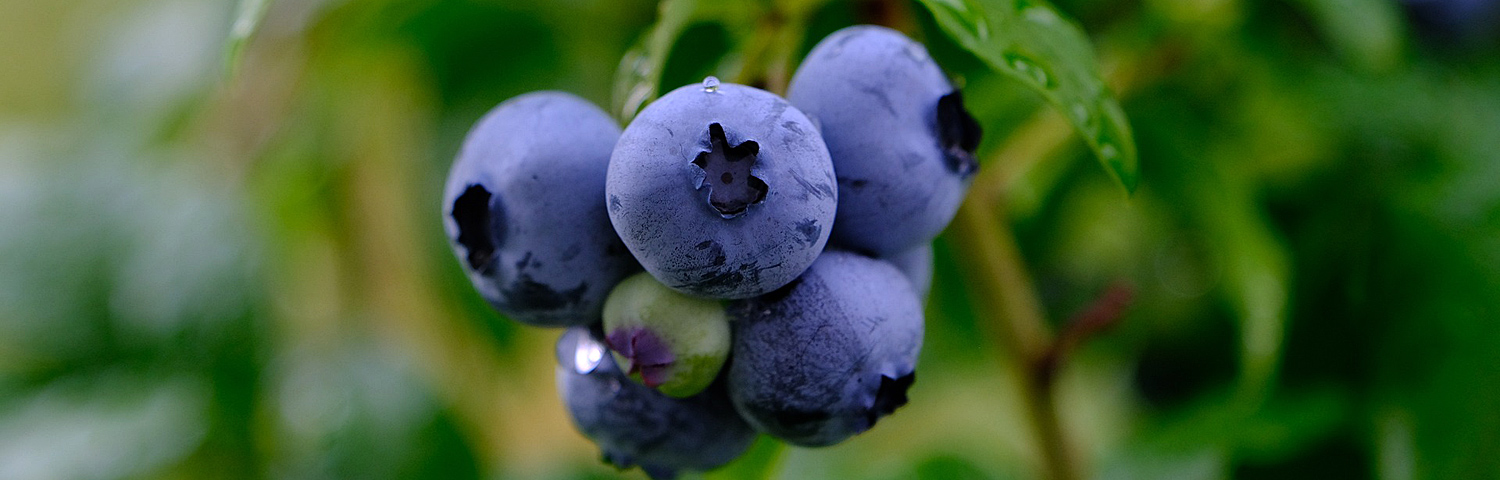 VACCINIUM TOP HAT