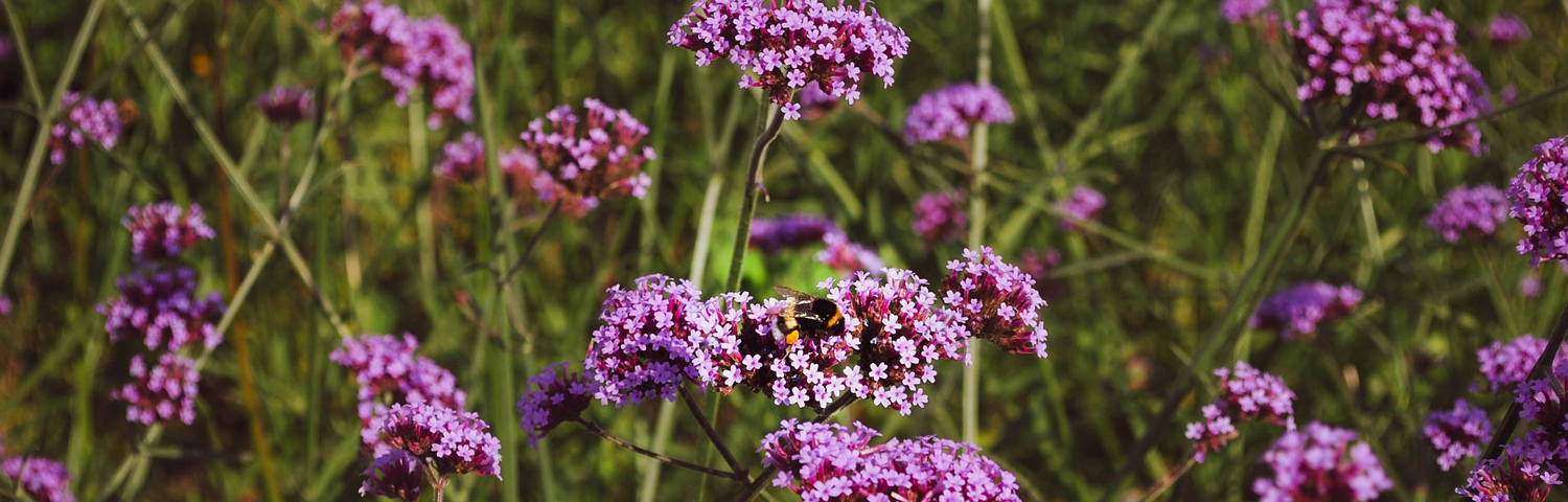 VERBENA