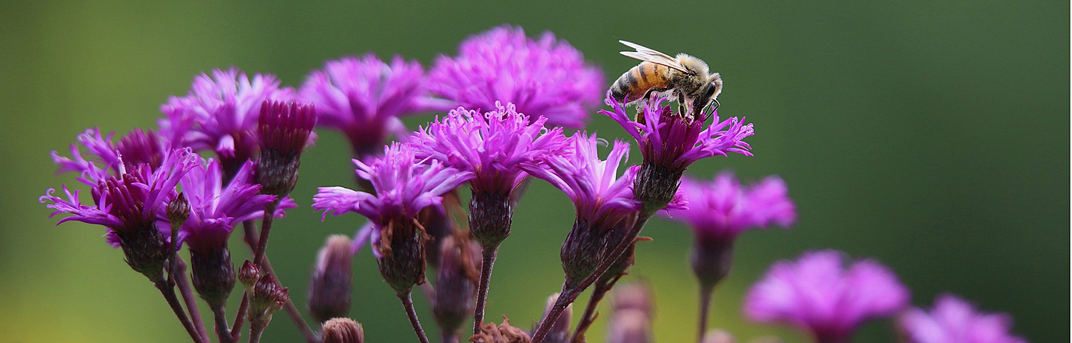 VERNONIA SUMMERS SWAN SONG