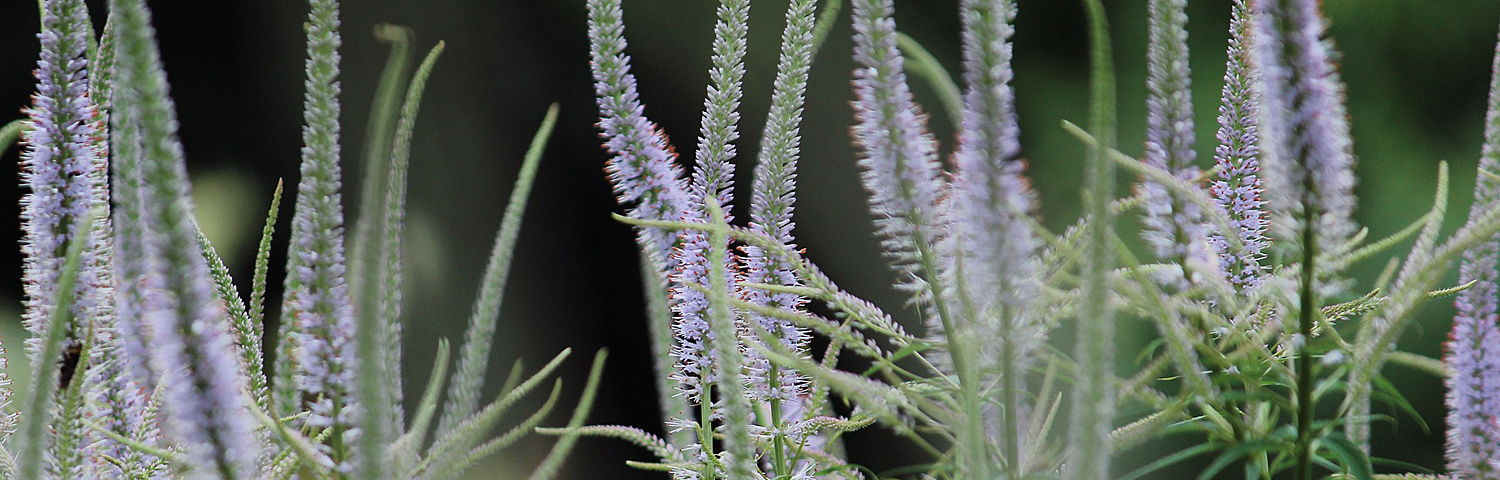 VERONICASTRUM