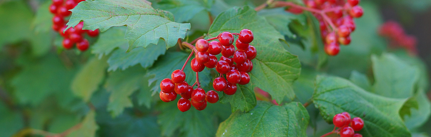 VIBURNUM PLI POPCORN