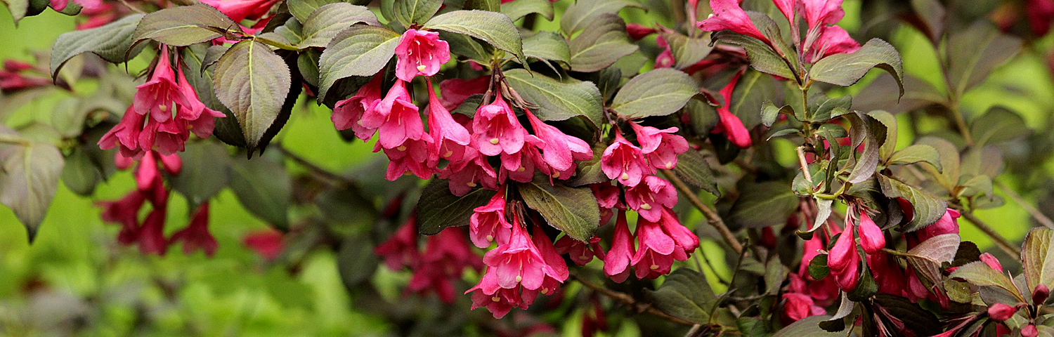 WEIGELA FLO WINE AND ROSES