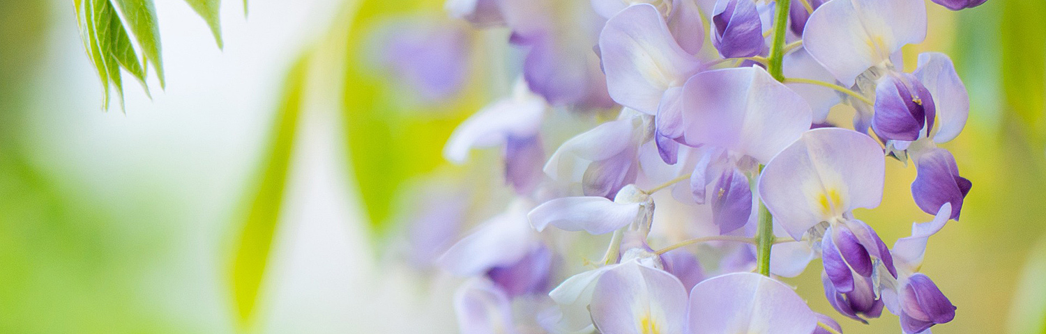 WISTERIA