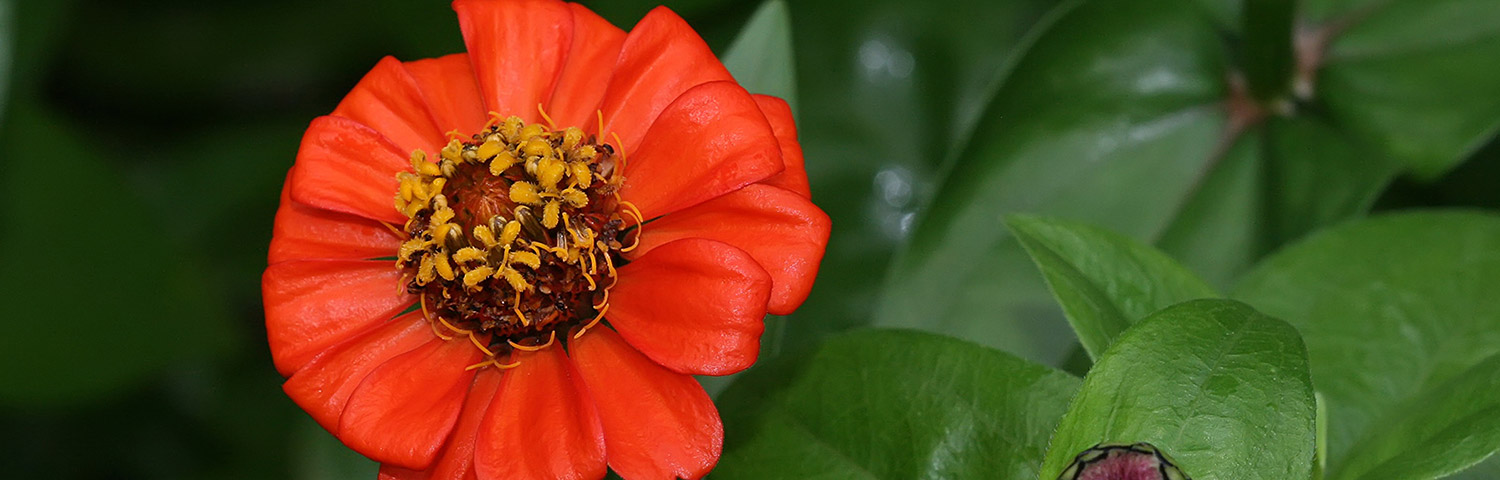 ZINNIA SHORT STUFF MIX