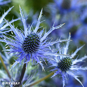 SEA HOLLY