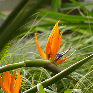 STRELITZIA