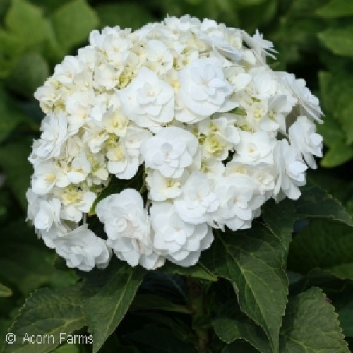 Double Delights™ Wedding Gown® Bigleaf Hydrangea