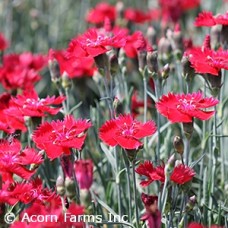DIANTHUS FIRE STAR IMPROVED