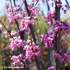 CERCIS CAN ALLEY CAT