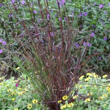 ANDROPOGON GER RED OCTOBER