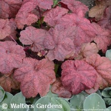 HEUCHERA LAVA LAMP