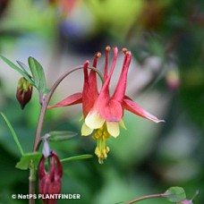 AQUILEGIA CANADENSIS