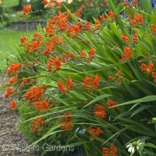 CROCOSMIA EMBERGLOW