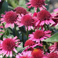 ECHINACEA DELICIOUS CANDY