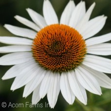 ECHINACEA FRAGRANT ANGEL