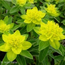 EUPHORBIA POLYCHROMA