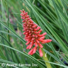 KNIPHOFIA ROCKETS RED GLARE