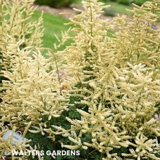 ARUNCUS GOATEE