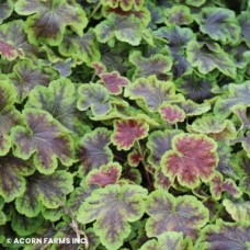 HEUCHERELLA SOLAR ECLIPSE